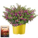 Bild von Ms P12 Cuphea Dark purple